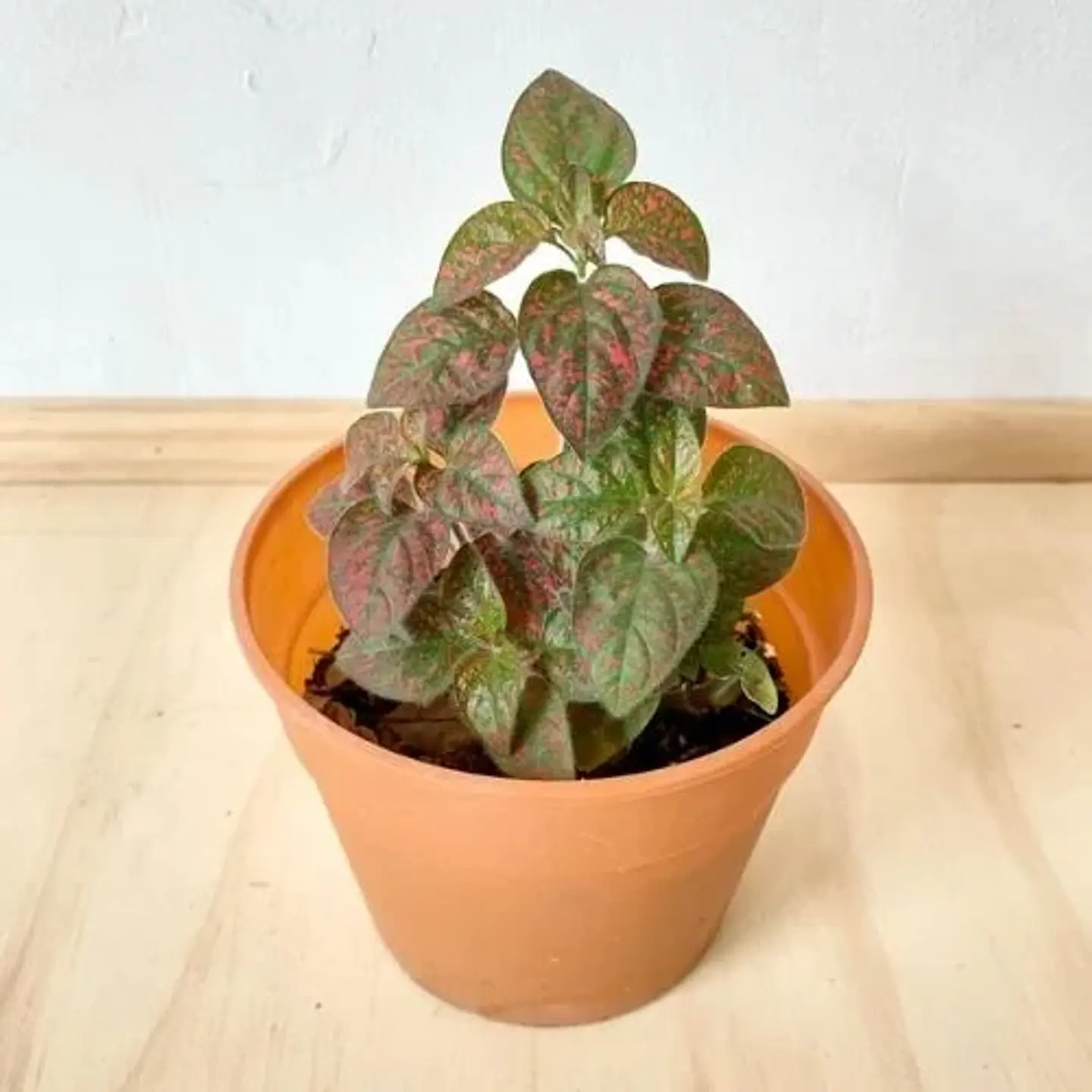 Hypoestes Rojo 1