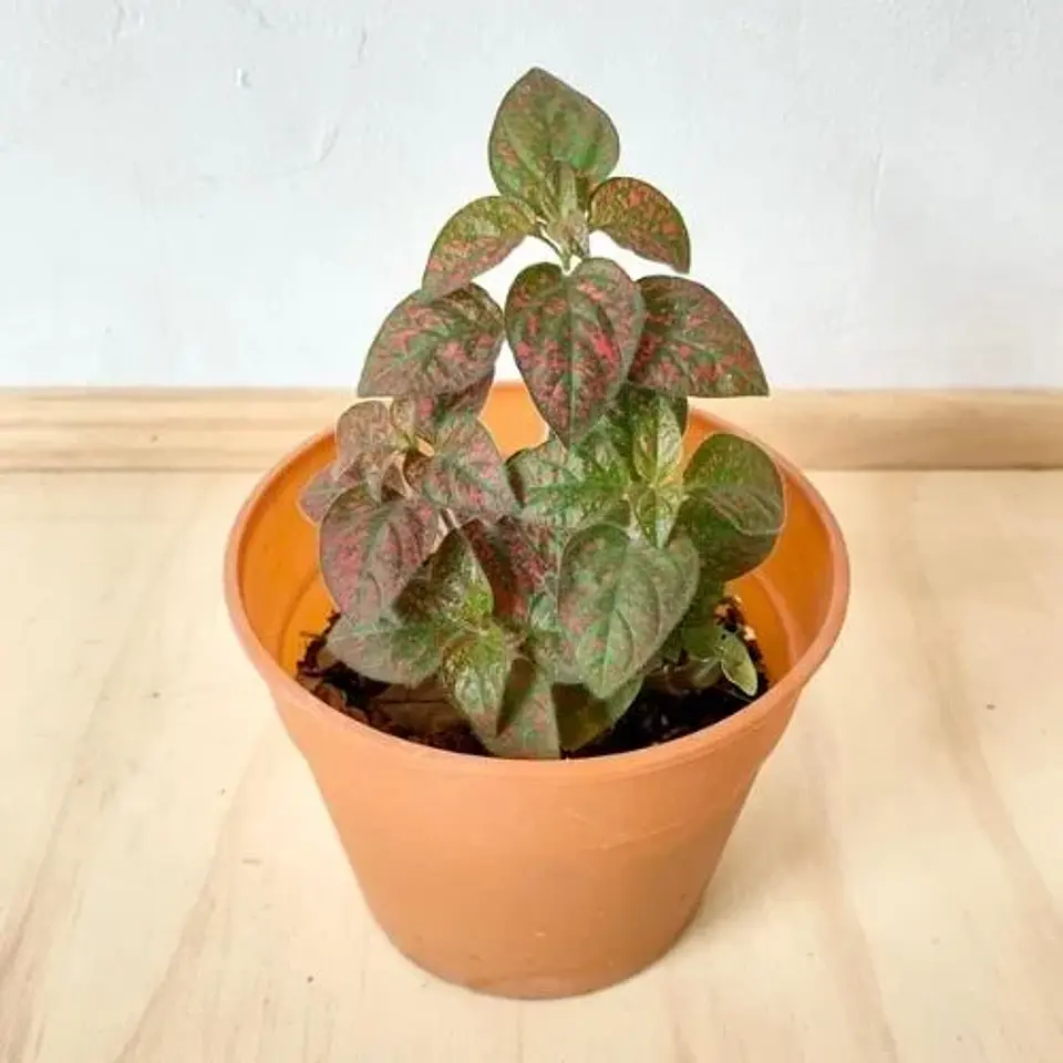 Hypoestes Rojo 1