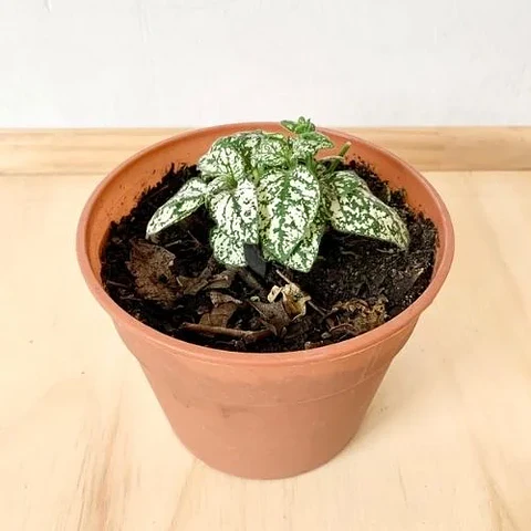 Hypoestes Blanco