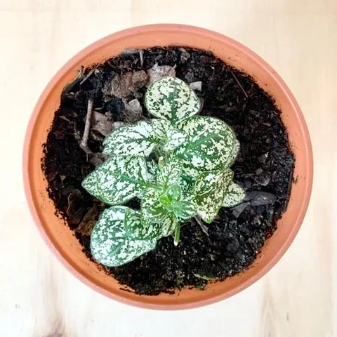 Hypoestes Blanco