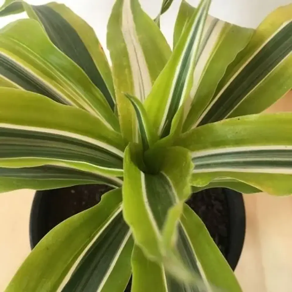 Dracena Limón 3