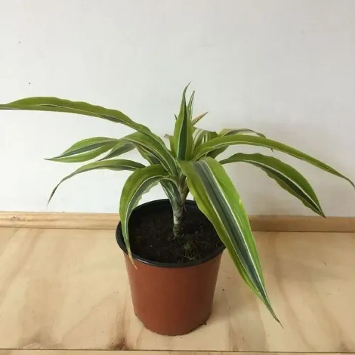 Dracena Limón 4