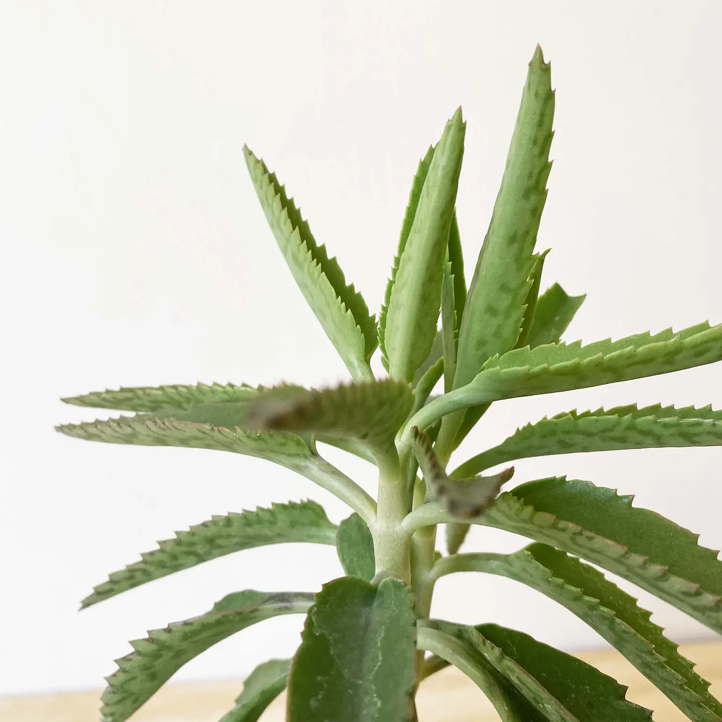 Kalanchoe daigremontiana 1