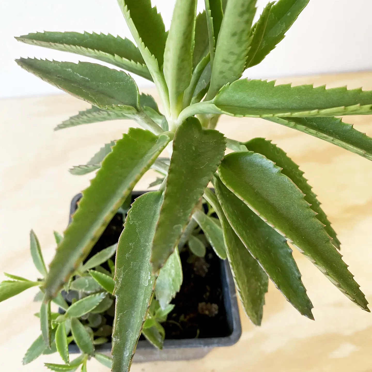 Kalanchoe daigremontiana 2