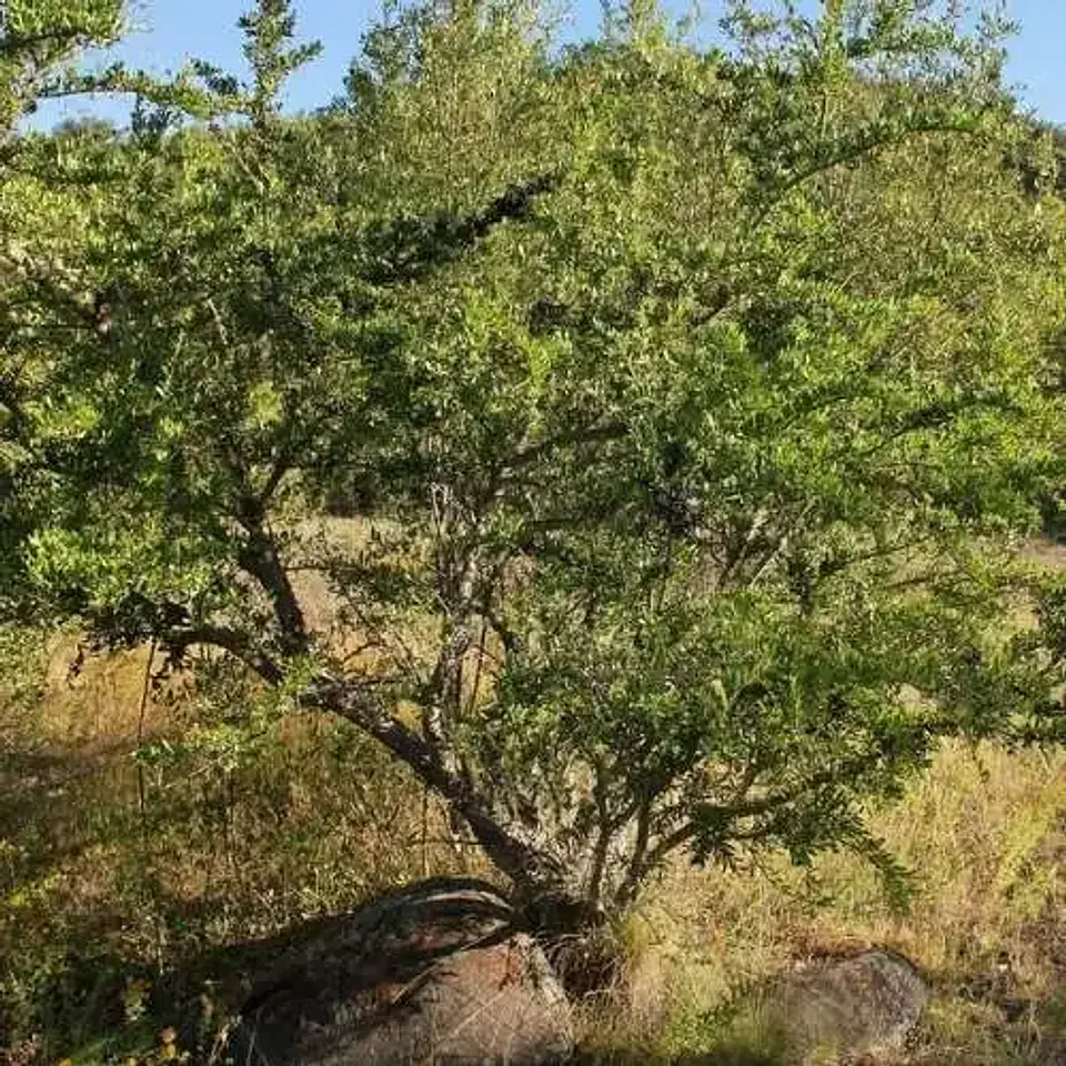 Huingán 2