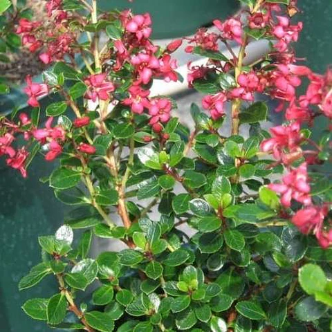 Escallonia rubra