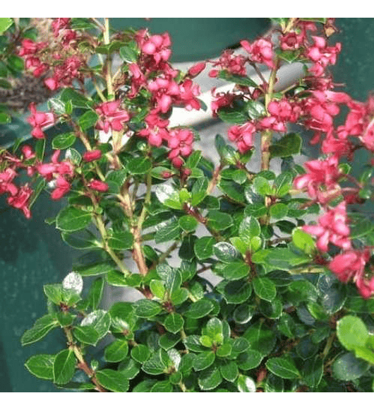 Escallonia rubra