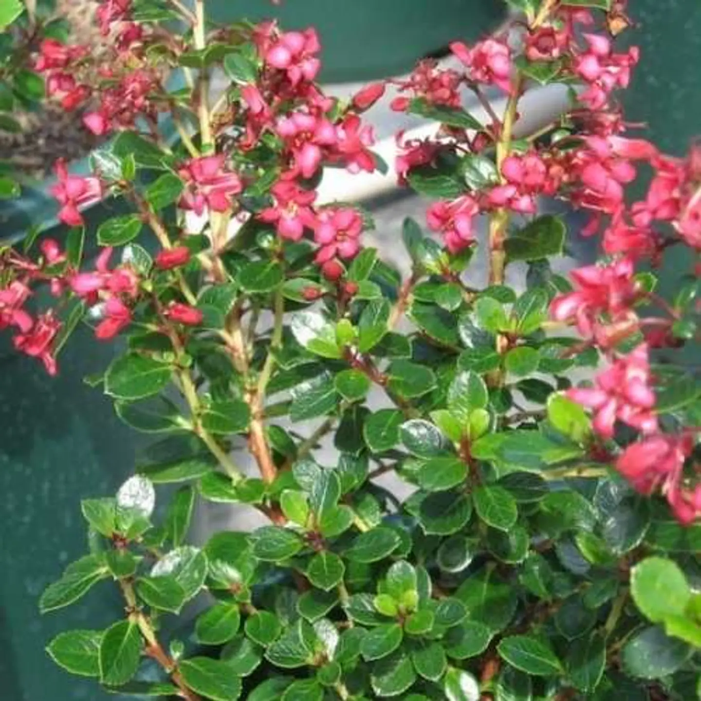Escallonia rubra 1