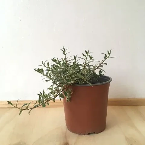 Abelia variegada enana