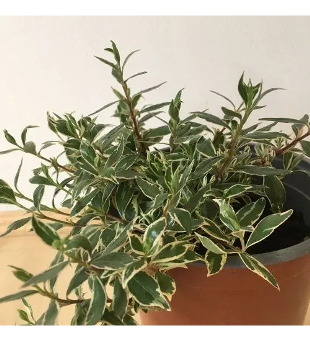 Abelia variegada enana