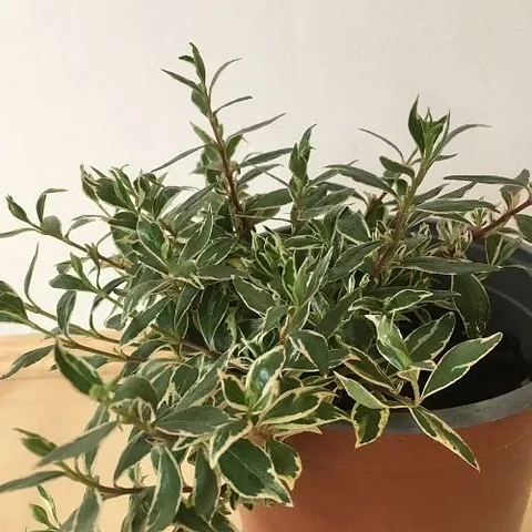 Abelia variegada enana