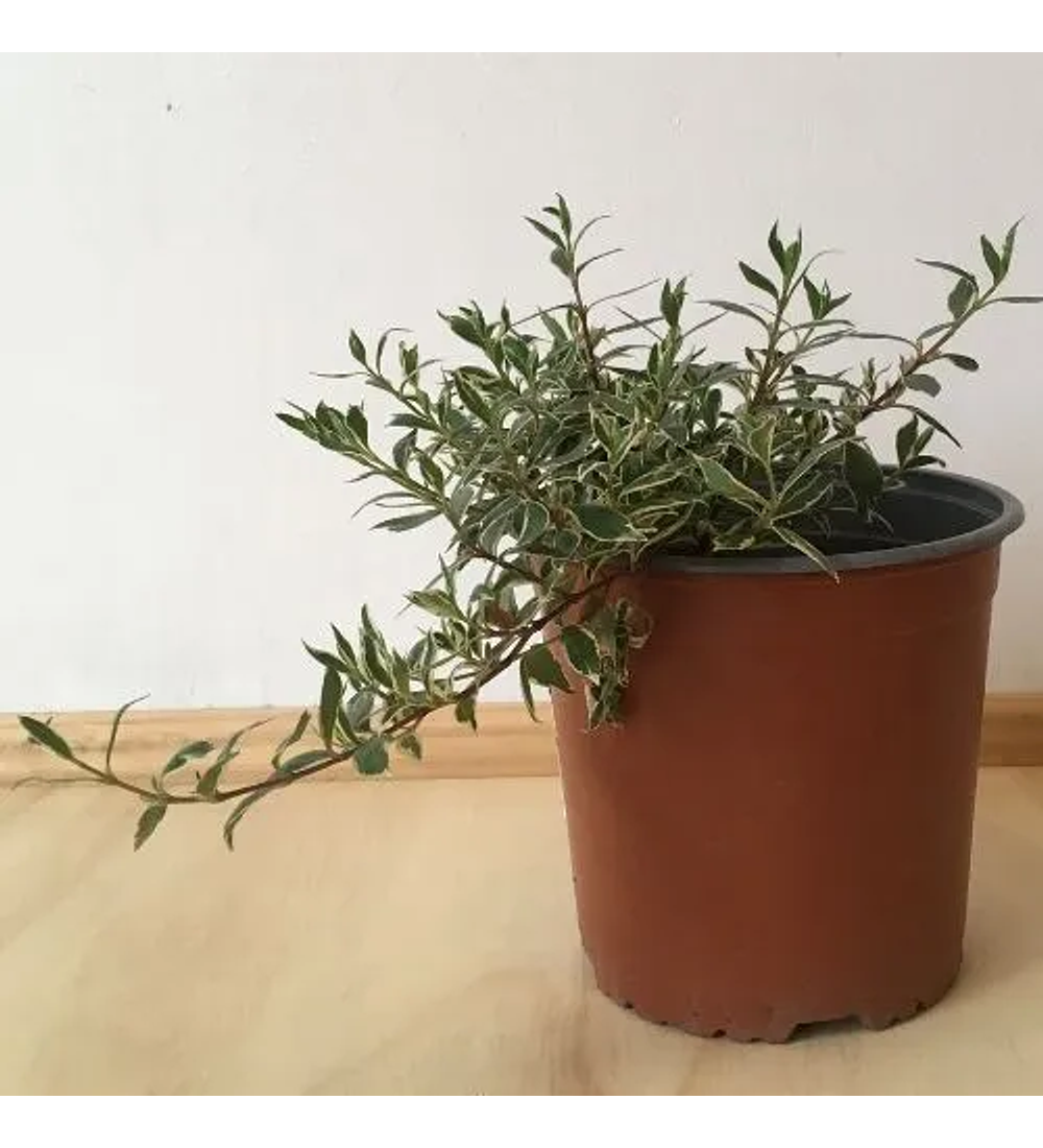 Abelia variegada enana
