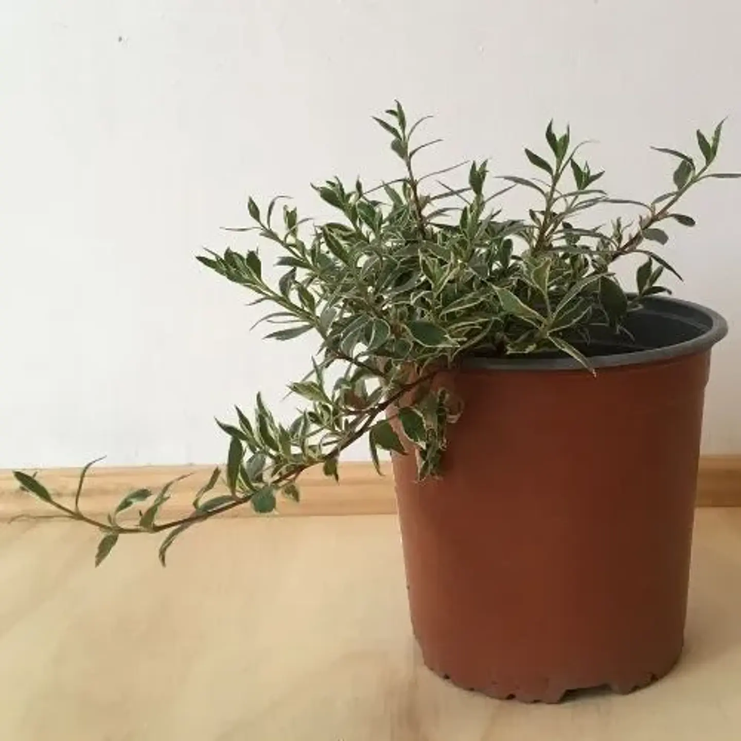 Abelia variegada enana 3
