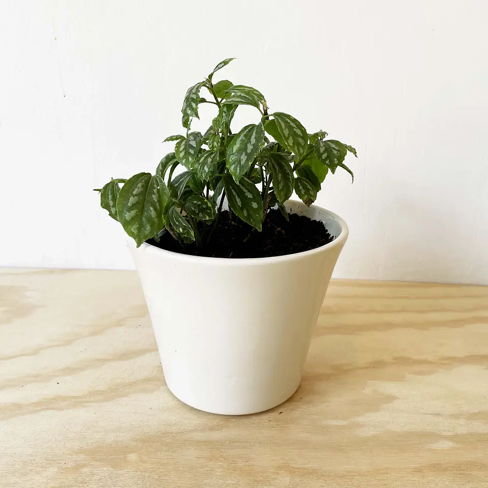 Pilea cadierei 1