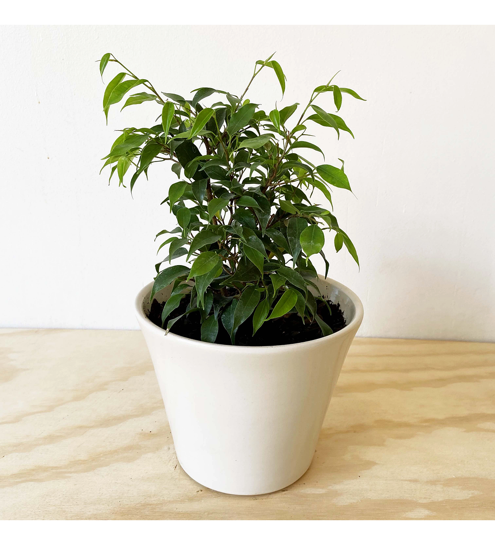 Ficus bonsai verde 