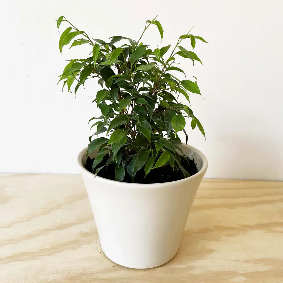 Ficus bonsai verde  1