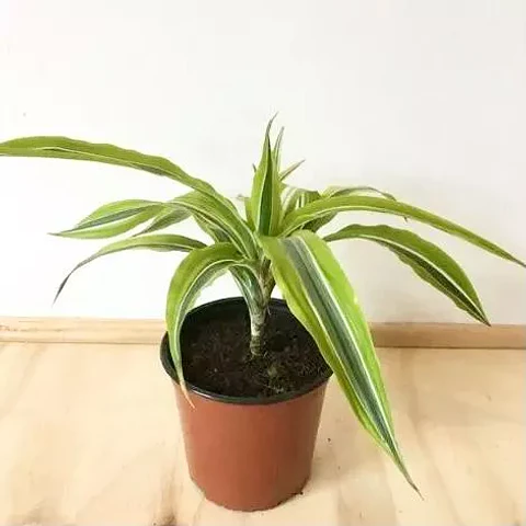 Dracena Limón