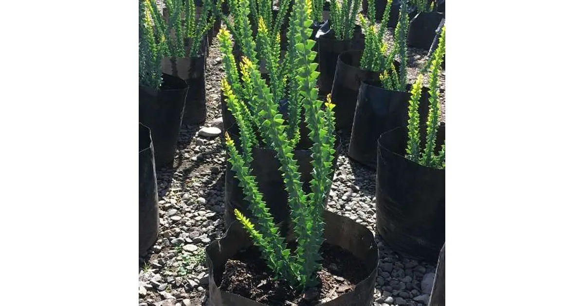 Acacia