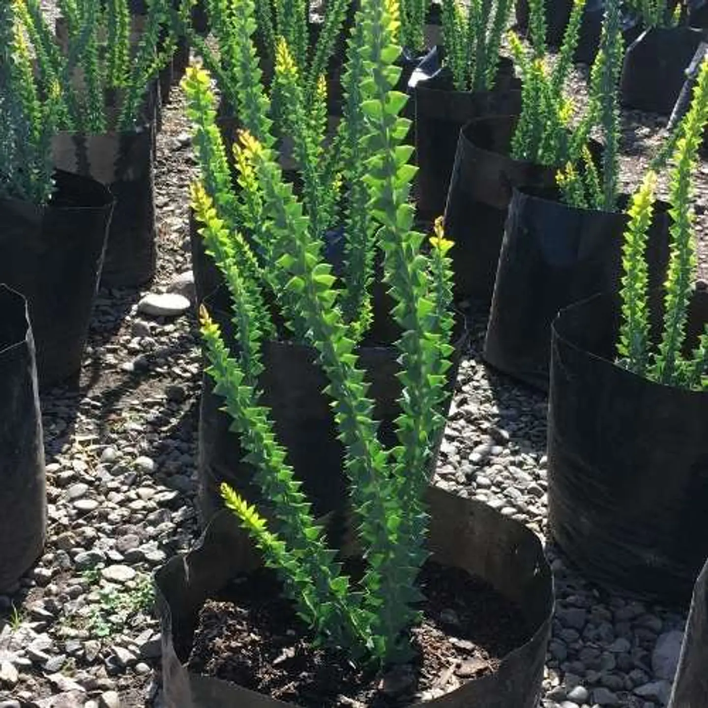 Acacia cultriformis 1