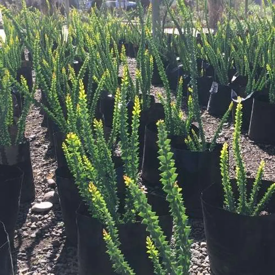 Acacia cultriformis 2