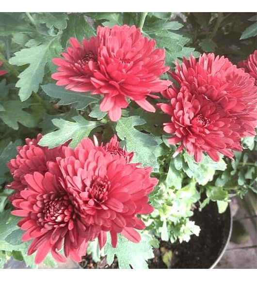 Crisantemo Doble Rojo