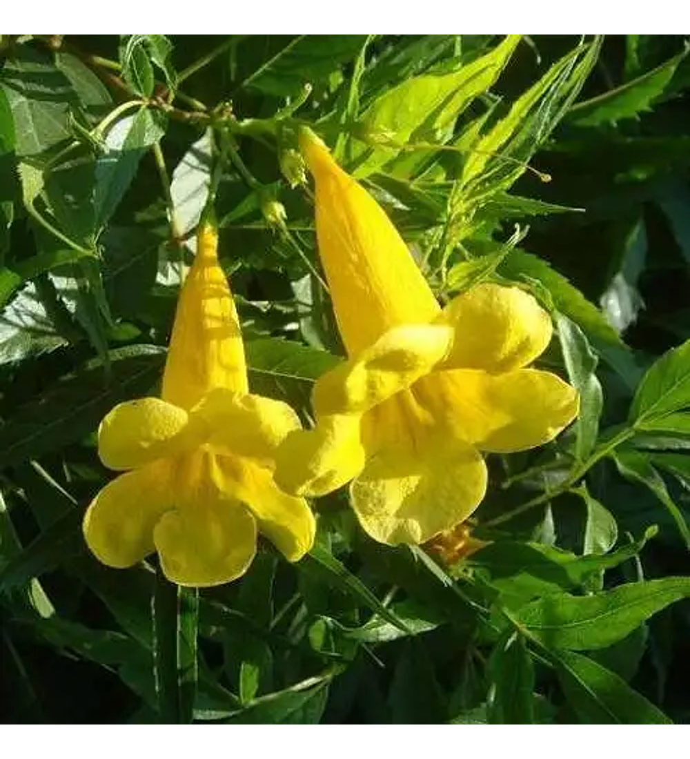 Bignonia amarilla