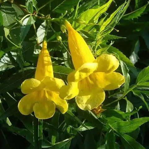 Bignonia amarilla