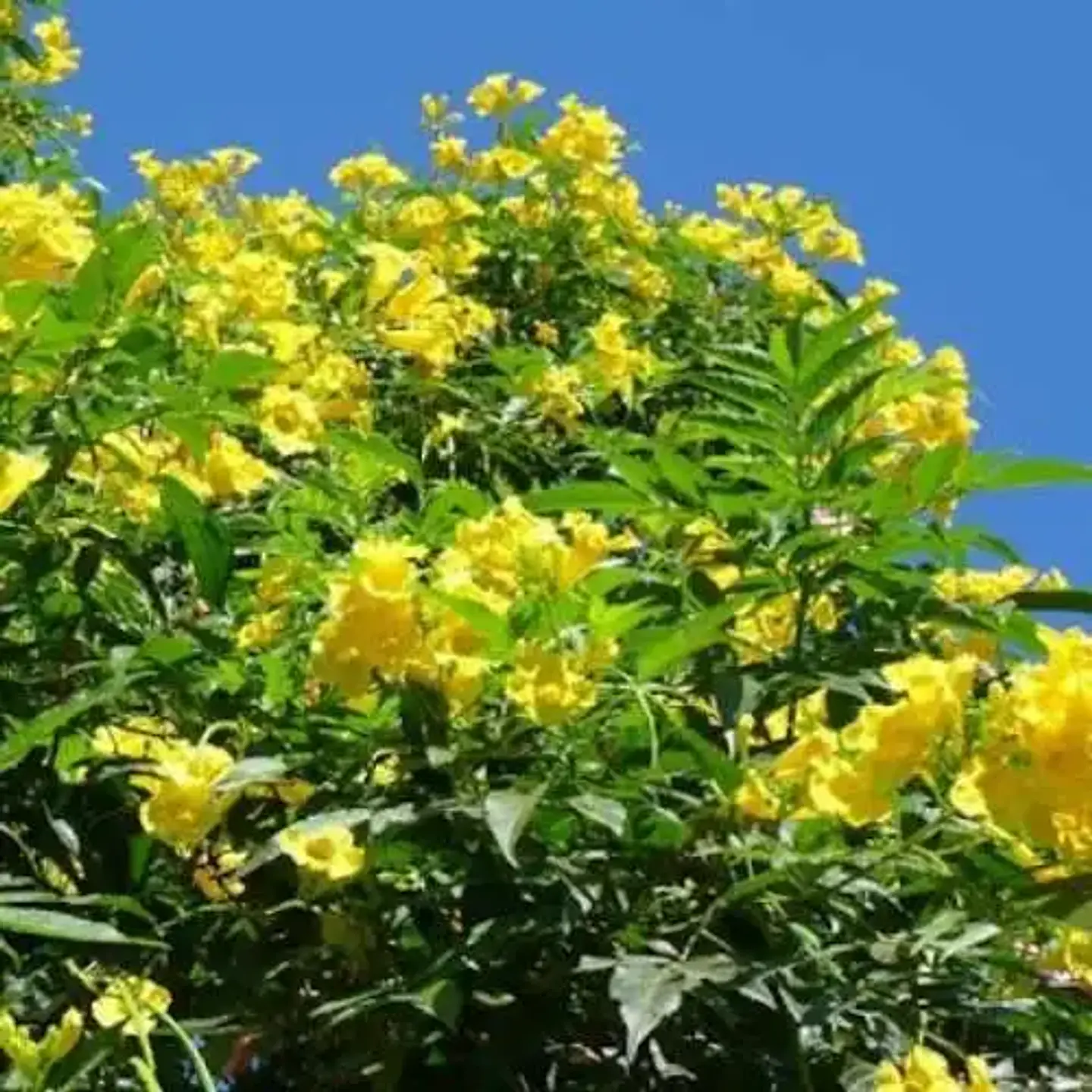 Bignonia amarilla 4