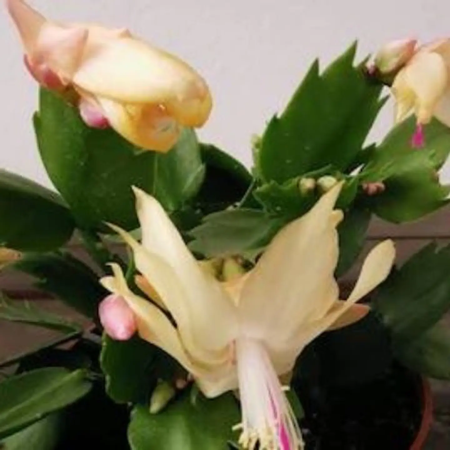Shlumbergera  4