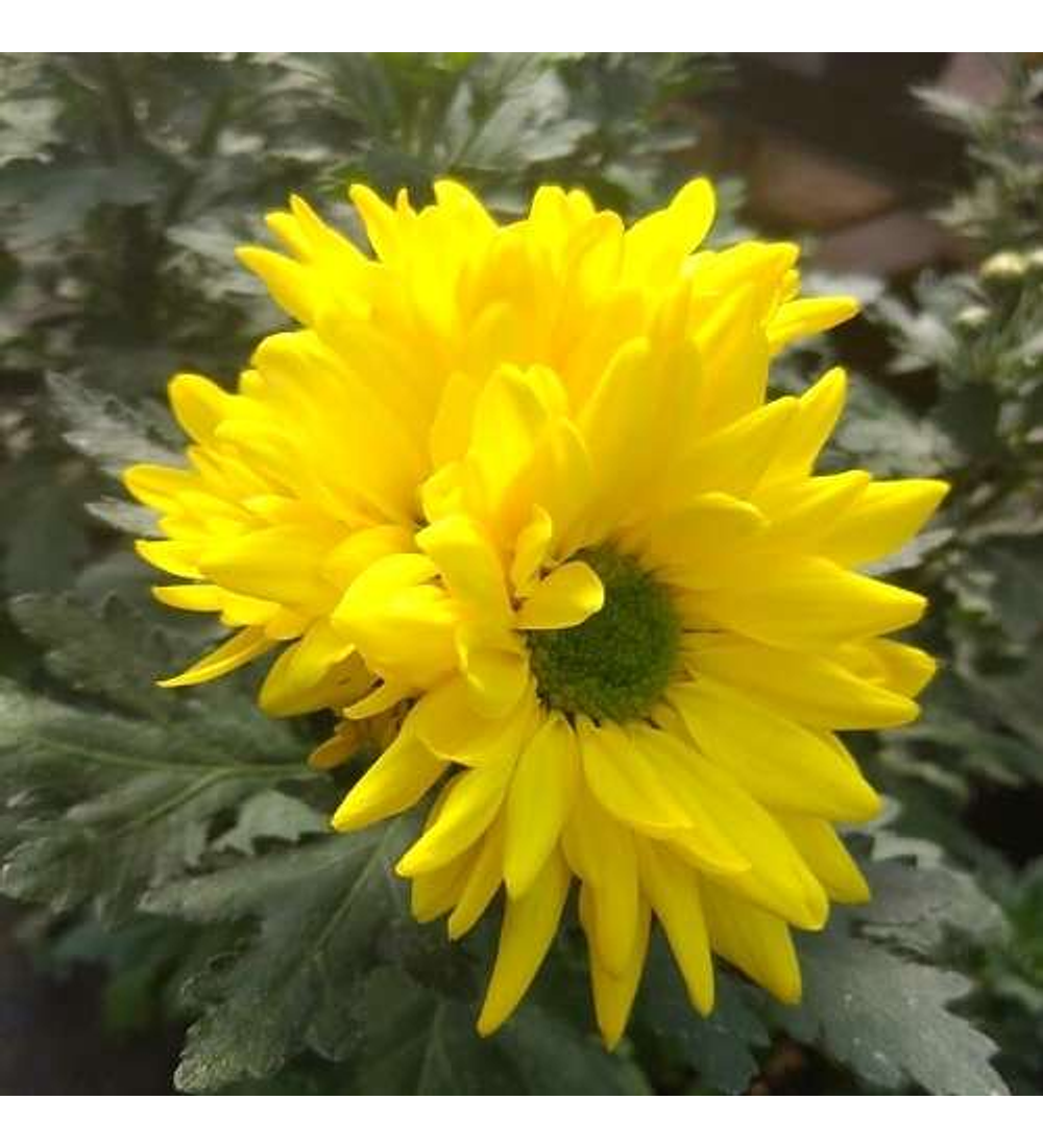 Crisantemo Doble Amarillo