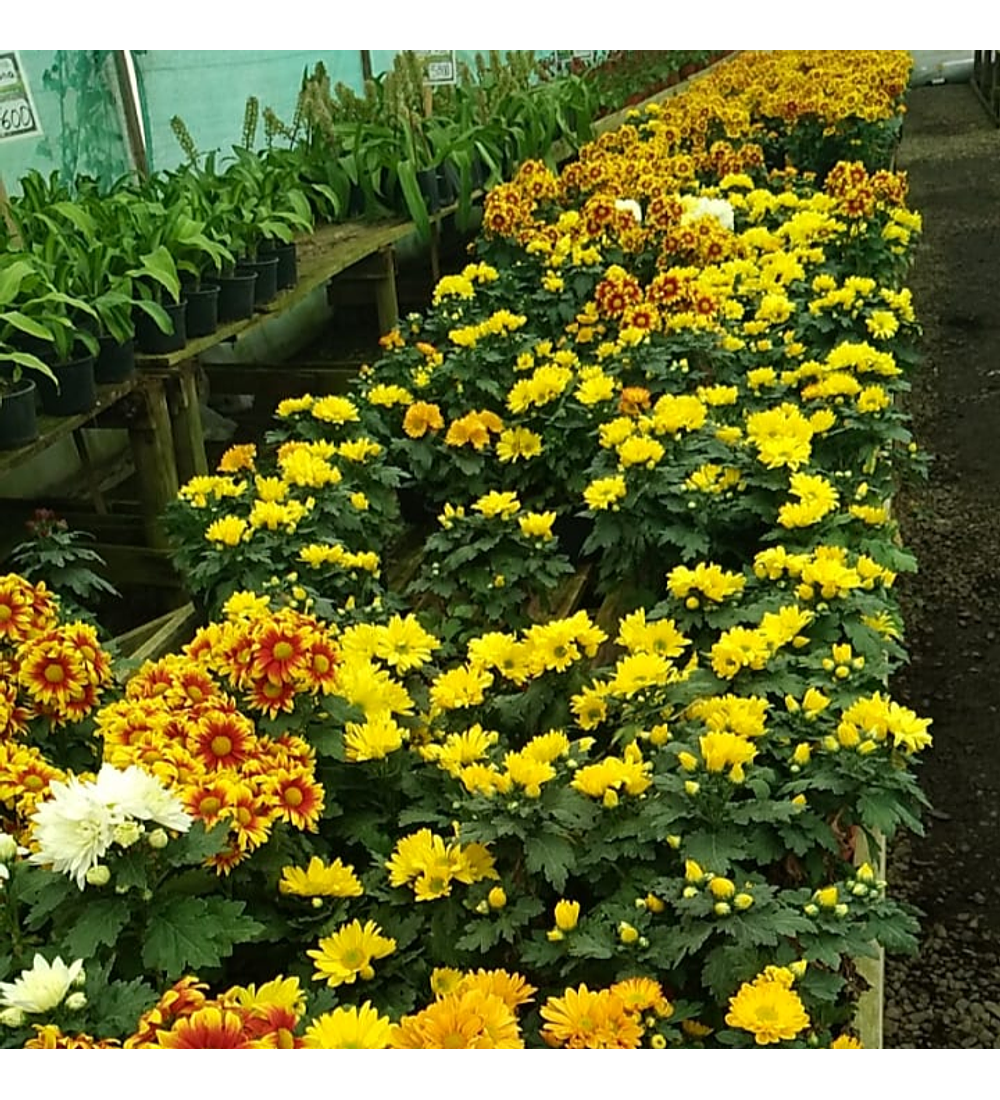 Crisantemo Doble Amarillo