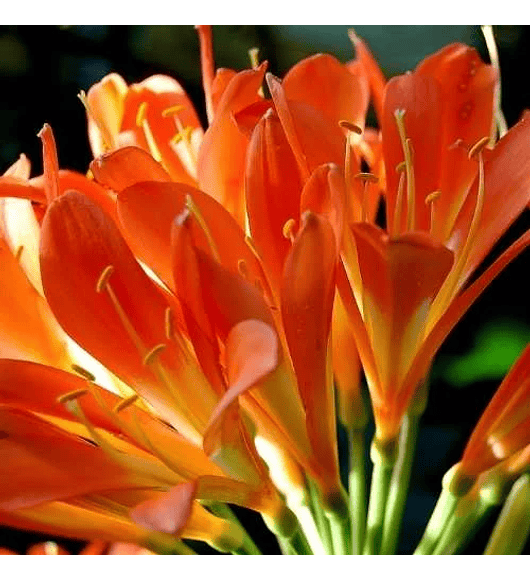 Clivia Naranja