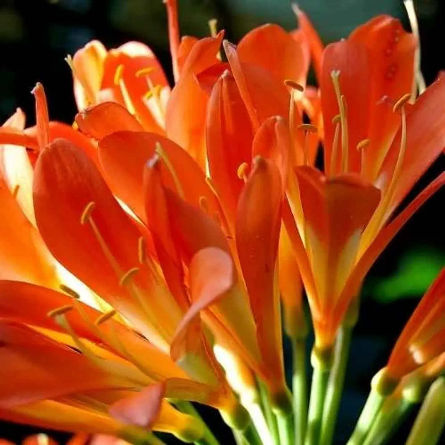 Clivia Naranja 1