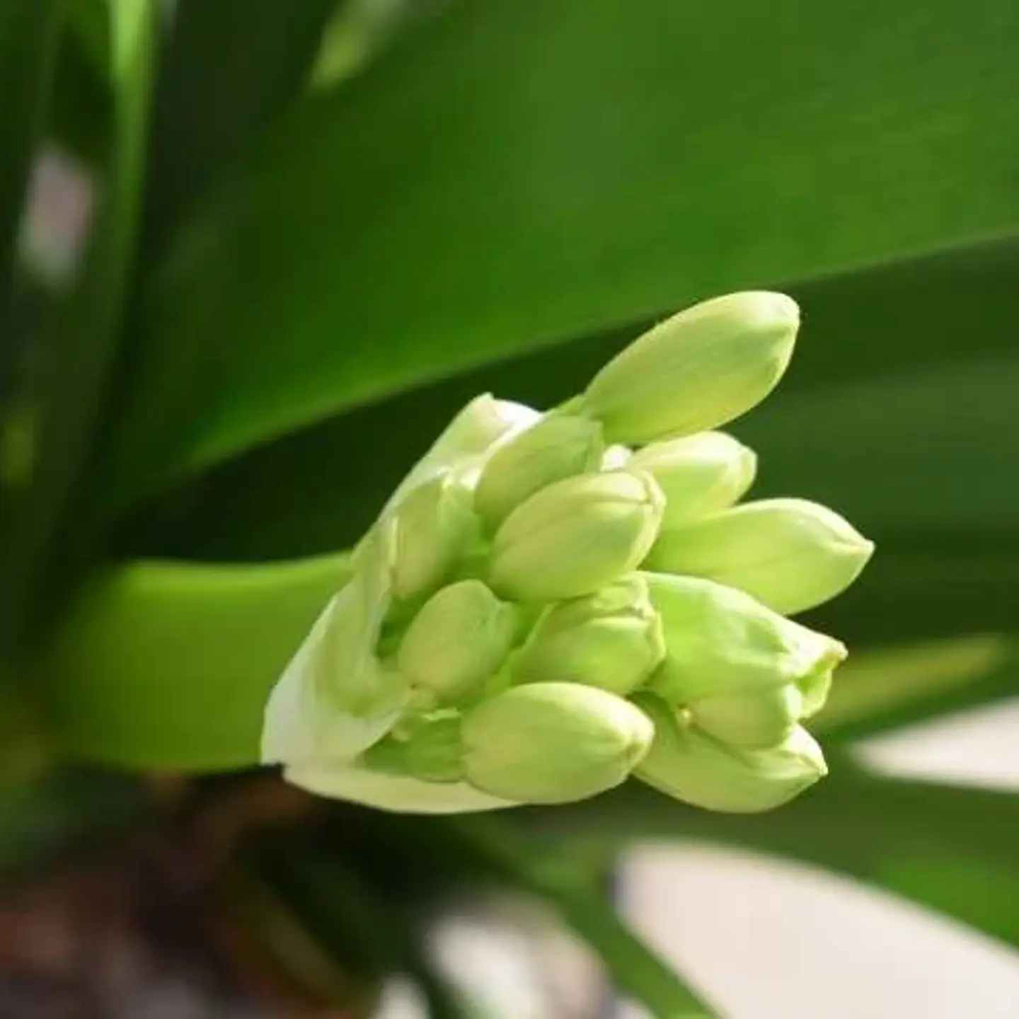 Clivia Naranja 2