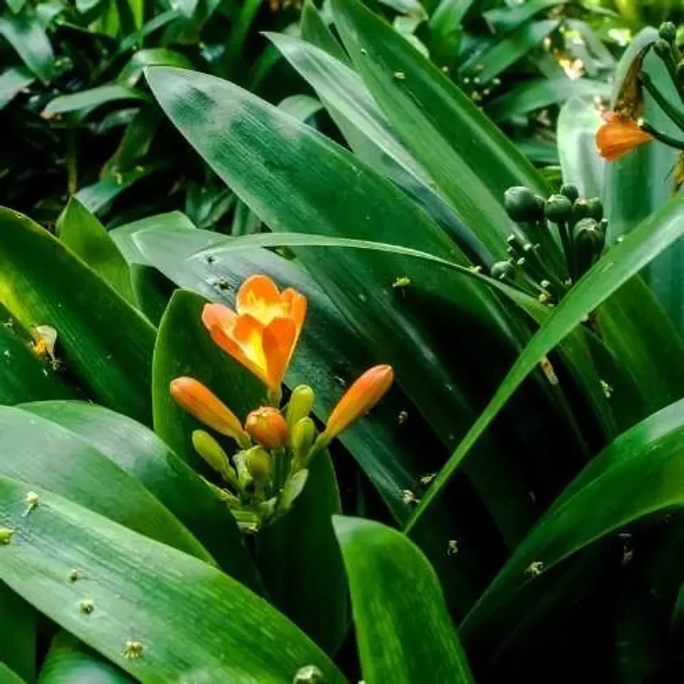 Clivia Naranja 3