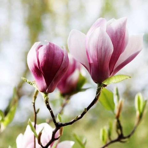 Magnolio soulangeana