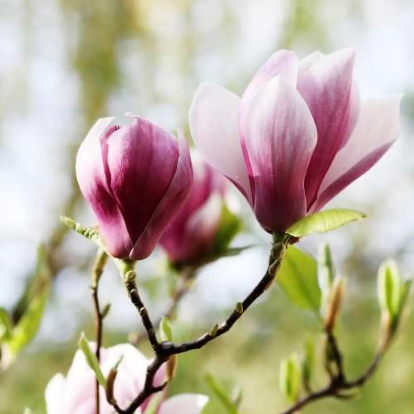 Magnolio soulangeana 1