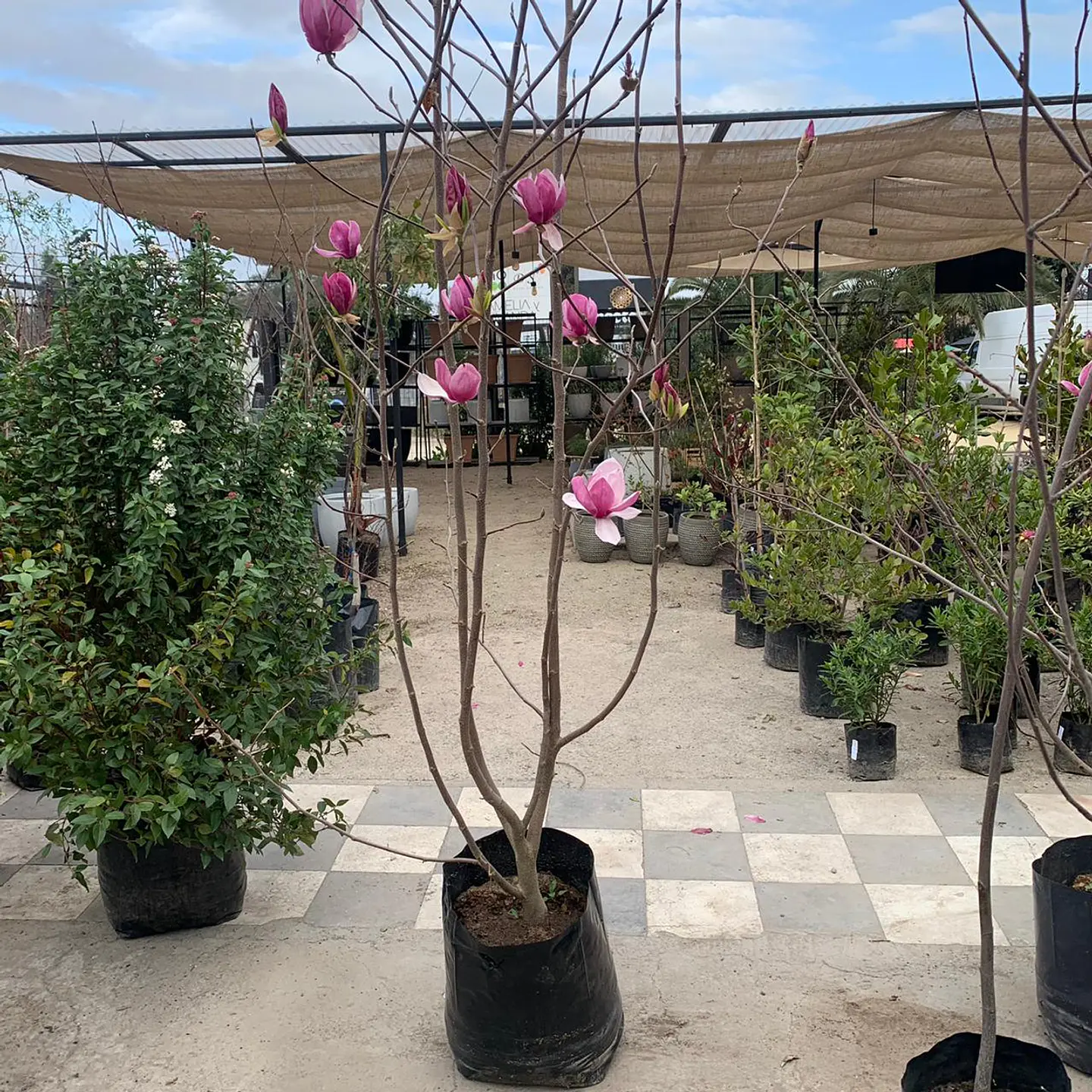 Magnolio soulangeana 2