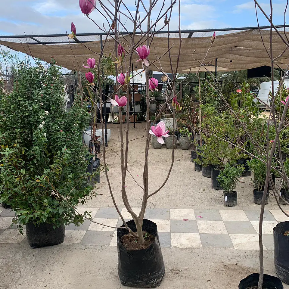 Magnolio soulangeana 2