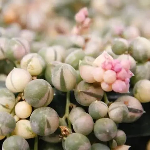 Rosario Variegado