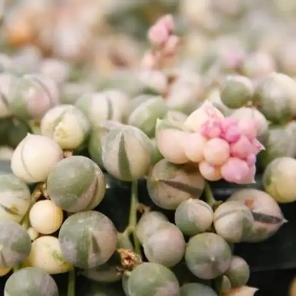 Rosario Variegado 1