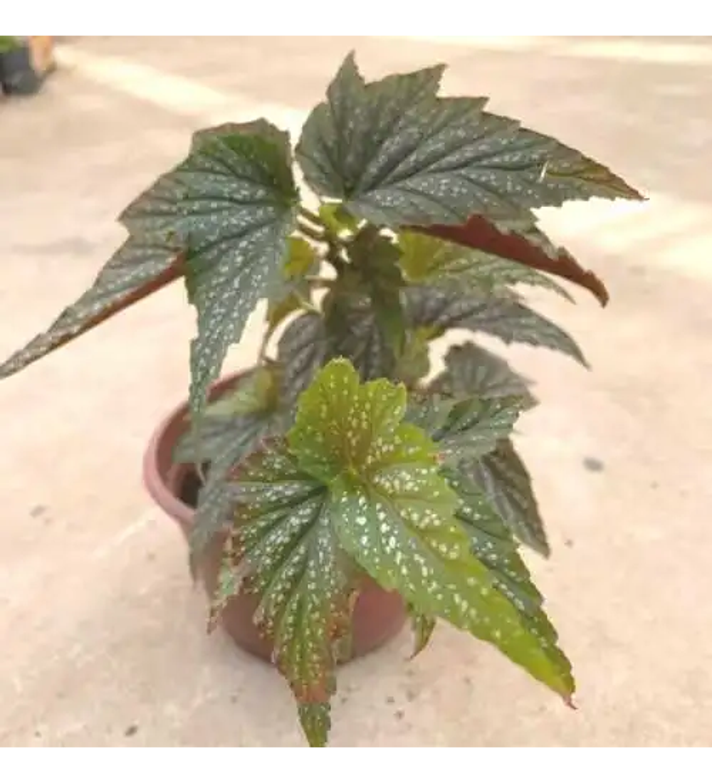 Begonia Alita de Ángel