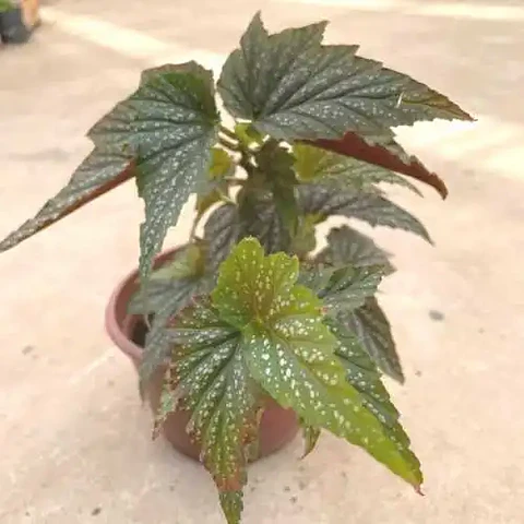 Begonia Alita de Ángel
