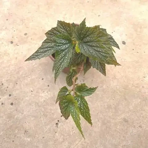 Begonia Alita de Ángel