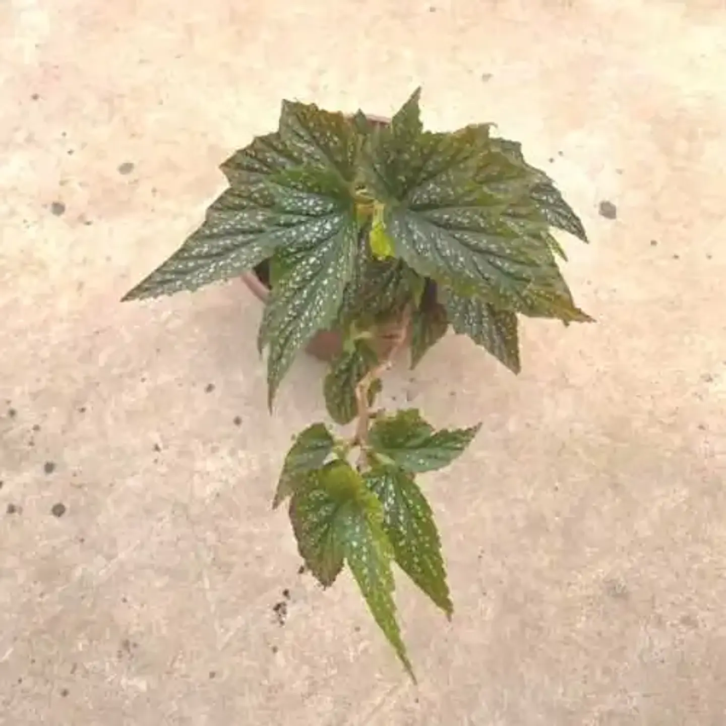 Begonia Alita de Ángel 2