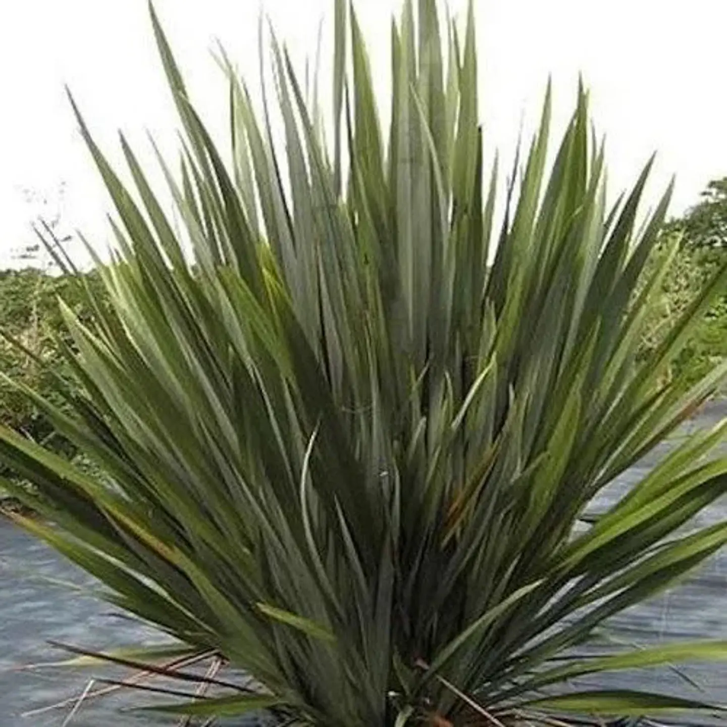 Pita verde 1