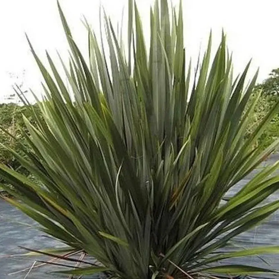Pita verde 1