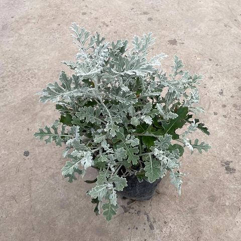 Cineraria marítima