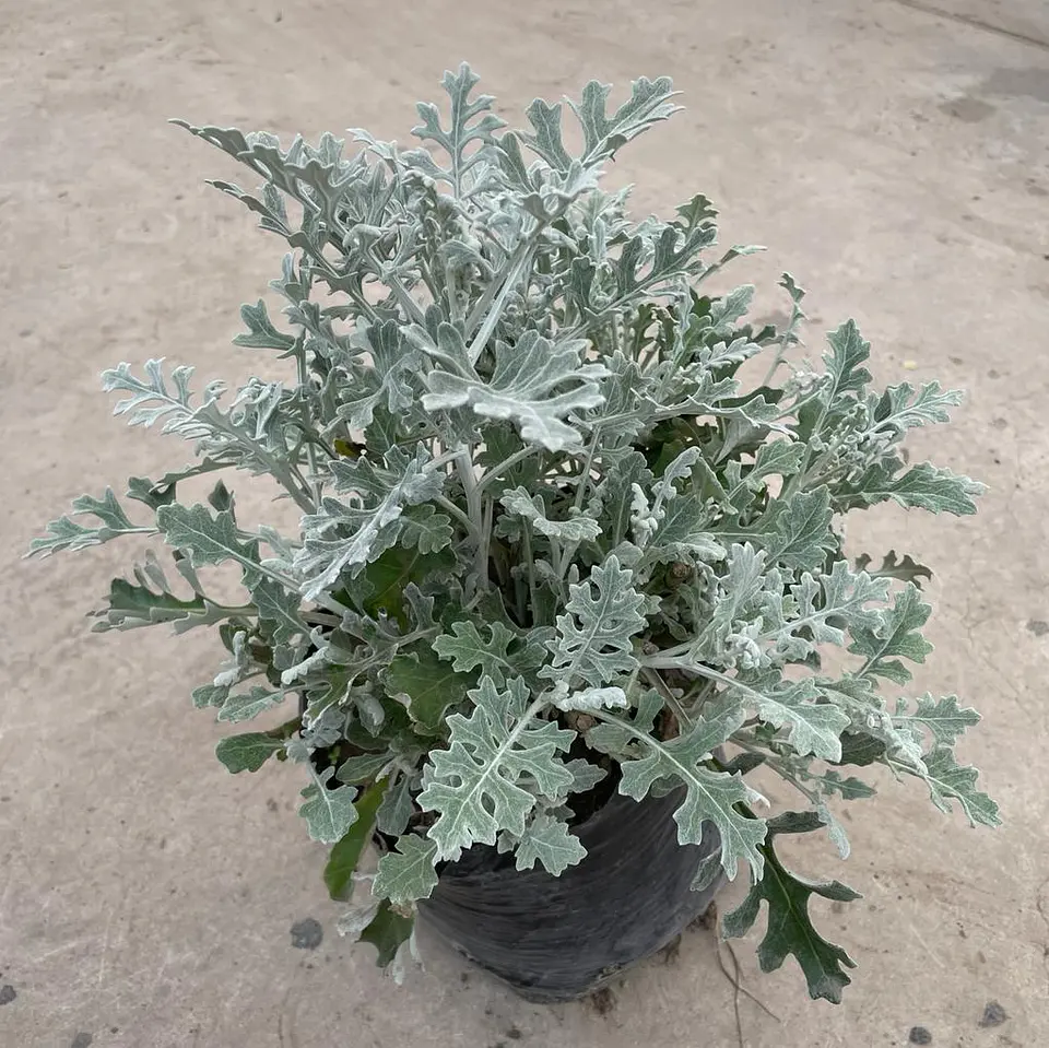 Cineraria marítima 3