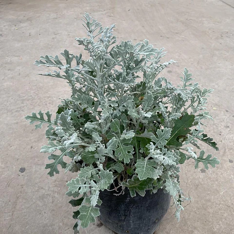 Cineraria marítima